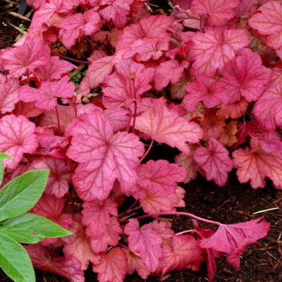 Heuchera 'Berry Smoothie'