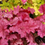 Heuchera 'Berry Smoothie'