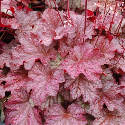 Heuchera 'Berry Smoothie'