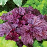 Heuchera 'Berry Smoothie'