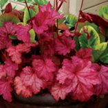 Heuchera 'Berry Smoothie'