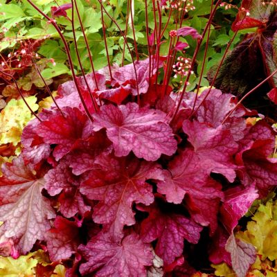 Heuchera 'Berry Smoothie'