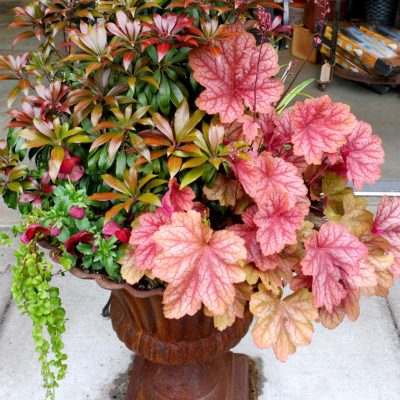 Heuchera 'Berry Smoothie'