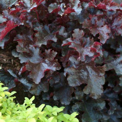 Heuchera 'Black Beauty'