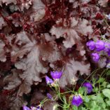 Heuchera 'Black Beauty'