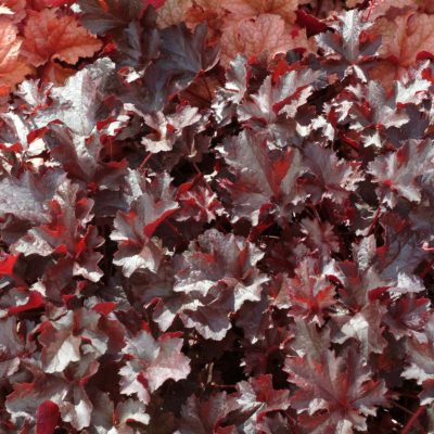 Heuchera 'Black Beauty'