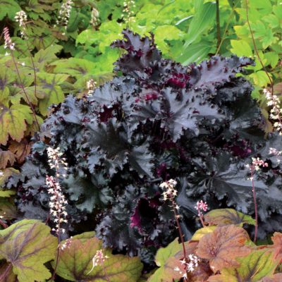 Heuchera 'Black Taffeta'