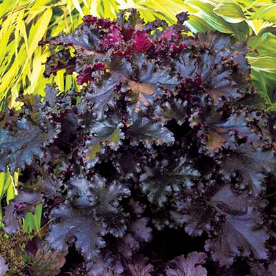 Heuchera 'Black Taffeta'