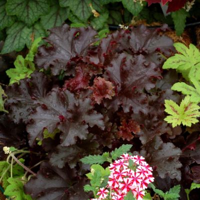 Heuchera 'Black Taffeta'