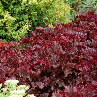 Heuchera 'Black Taffeta'