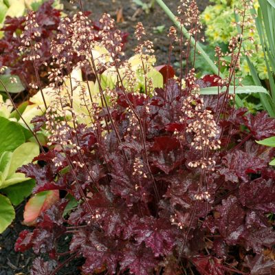 Heuchera 'Blackberry Crisp'