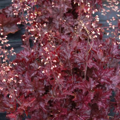 Heuchera 'Blackberry Crisp'