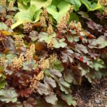 Heuchera LITTLE CUTIES™ 'Blondie'