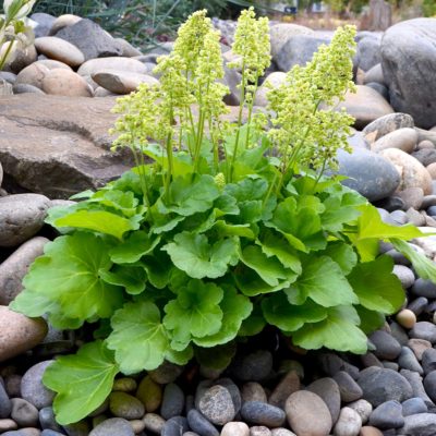 Heuchera LITTLE CUTIES™ 'Blondie in Lime'