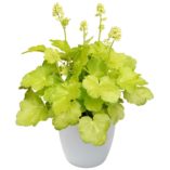 Heuchera LITTLE CUTIES™ 'Blondie in Lime'