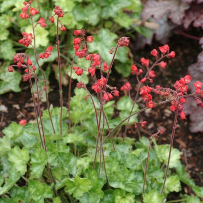 Heuchera 'Blood Red'