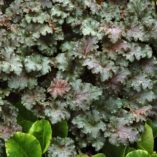 Heuchera 'Cafe Ole'