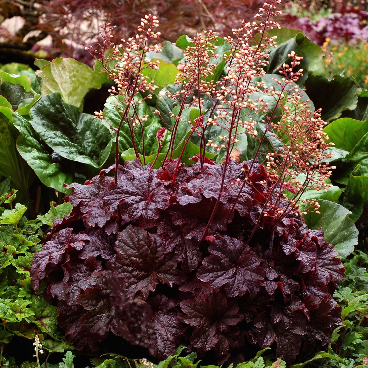 Heuchera 'Cajun Fire'