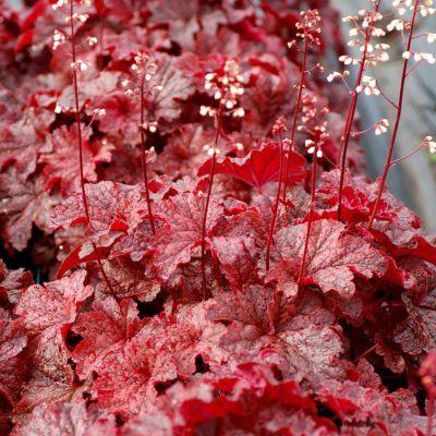 Heuchera 'Cajun Fire'