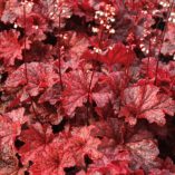 Heuchera 'Cajun Fire'