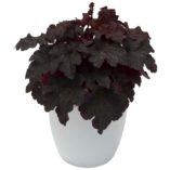 Heuchera 'Cajun Fire'