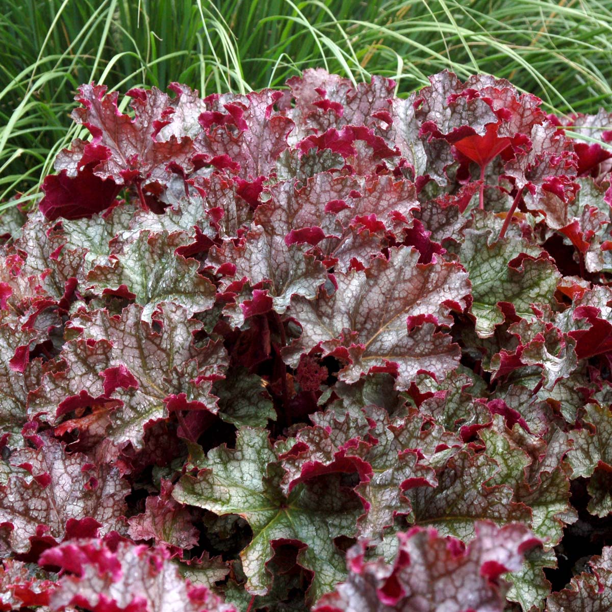 Heuchera 'Can Can'