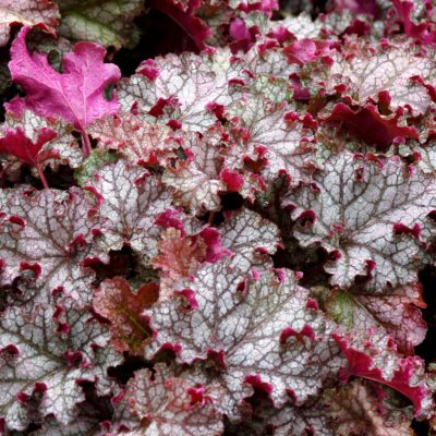 Heuchera 'Can Can'