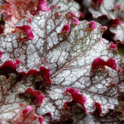 Heuchera 'Can Can'