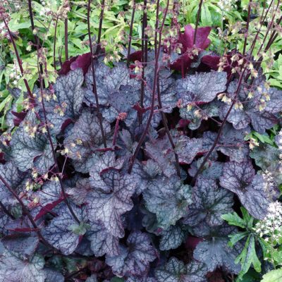 Heuchera 'Cathedral Windows'