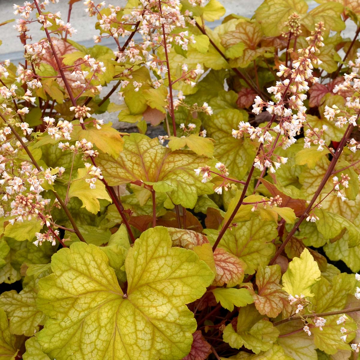 Heuchera 'Champagne'