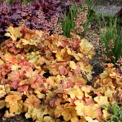 Heuchera 'Champagne'