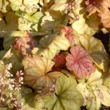 Heuchera 'Champagne'