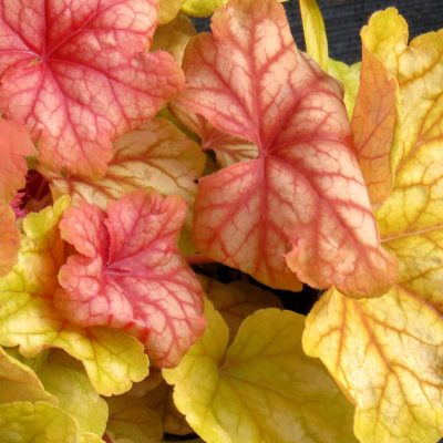 Heuchera 'Champagne'