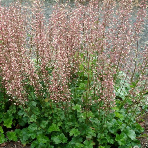 Heuchera 'Champagne Bubbles'