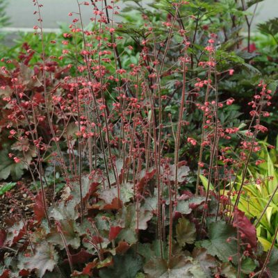 Heuchera 'Cherries Jubilee'