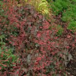 Heuchera 'Cherries Jubilee'