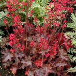 Heuchera 'Cherries Jubilee'