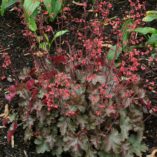 Heuchera 'Cherries Jubilee'