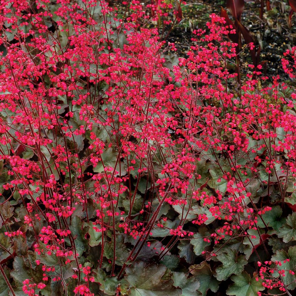 Heuchera ‘Cherries Jubilee’ TERRA NOVA® Nurseries, Inc.