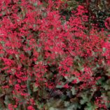 Heuchera 'Cherries Jubilee'