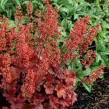 Heuchera 'Cherry Cola'