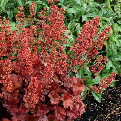 Heuchera 'Cherry Cola'