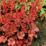 Heuchera 'Cherry Cola'