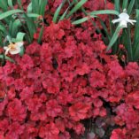 Heuchera 'Cherry Cola'