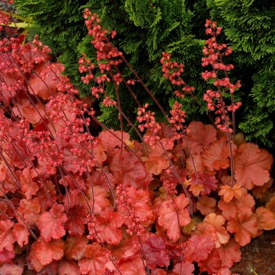 Heuchera 'Cherry Cola'