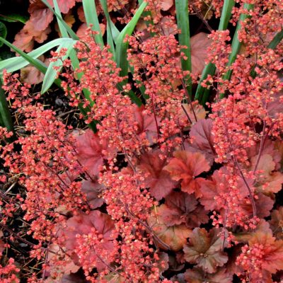 Heuchera 'Cherry Cola'