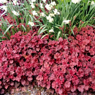 Heuchera 'Cherry Cola'