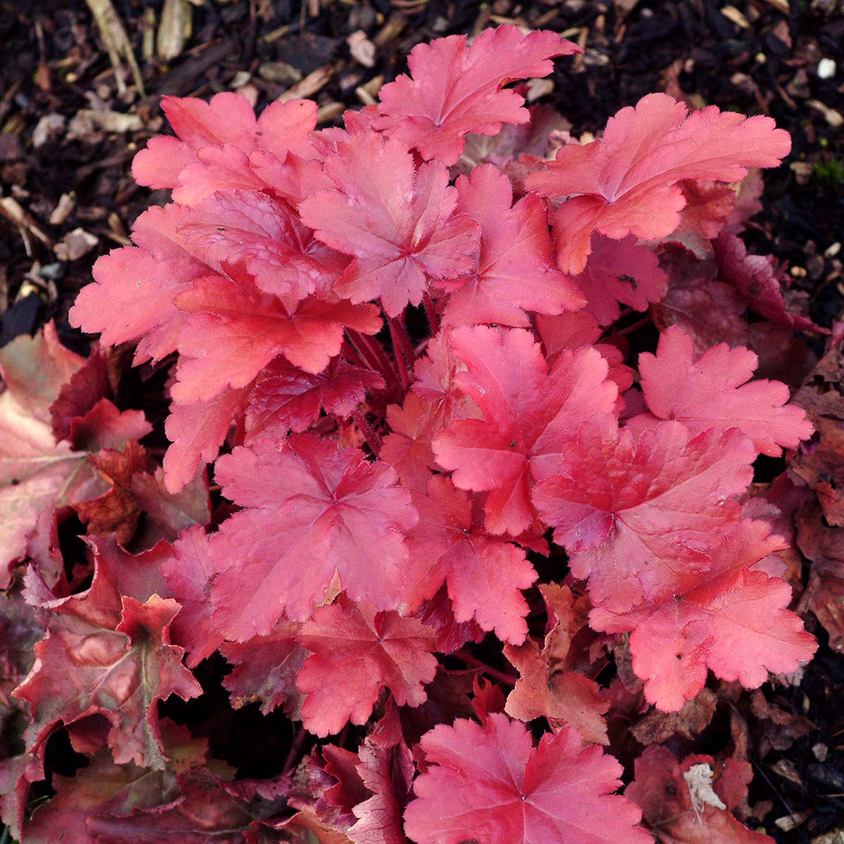 Heuchera 'Cherry Sorbet'