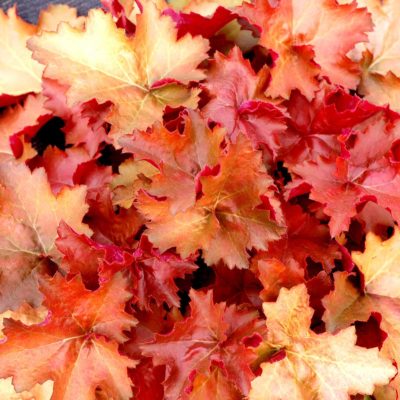 Heuchera 'Cherry Sorbet'