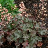 Heuchera 'Chinook'